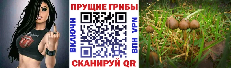 Псилоцибиновые грибы Psilocybe  Купить закладки  Курчатов 